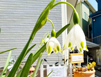 多摩センターのマッサージ院のお知らせ